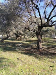 Arsa-Zeytinlik