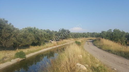 Arsa-Zeytinlik