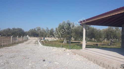 Arsa-Zeytinlik