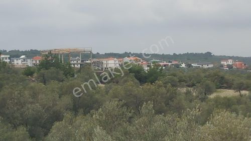 Arsa-Zeytinlik