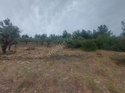 Arsa-Zeytinlik