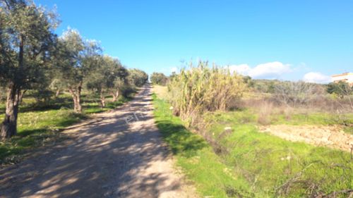 Arsa-Tarla