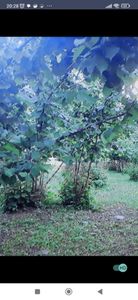 Arsa-Tarla