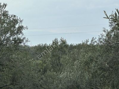 Arsa-Zeytinlik