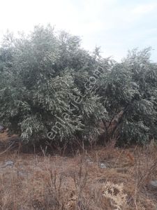 Arsa-Bağ & Bahçe