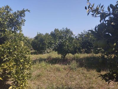 Arsa-Tarla