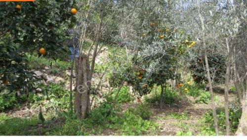 Arsa-Bağ & Bahçe