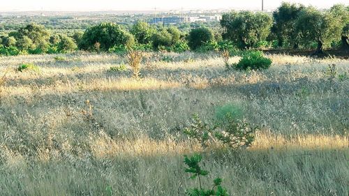 Arsa-Tarla