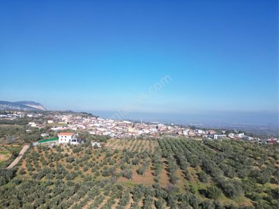 Arsa-Zeytinlik