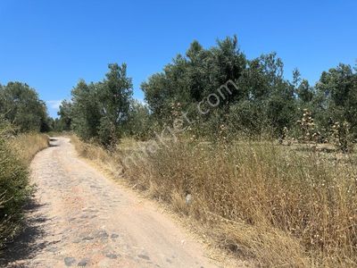 Arsa-Zeytinlik