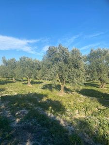 Arsa-Zeytinlik