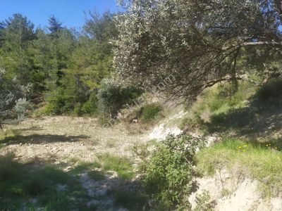 Arsa-Arazi