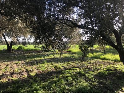 Arsa-Zeytinlik