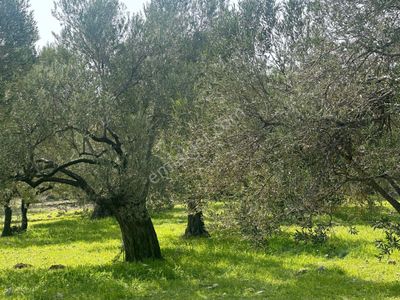 Arsa-Zeytinlik