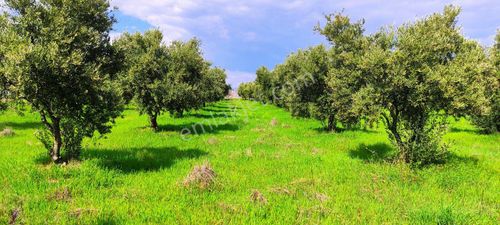 Arsa-Zeytinlik