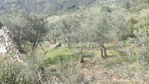 Arsa-Zeytinlik