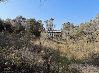 Arsa-Zeytinlik