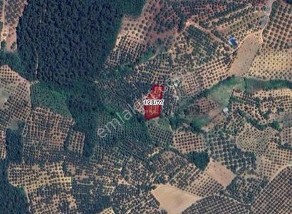 Arsa-Zeytinlik