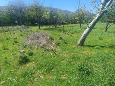 Arsa-Tarla