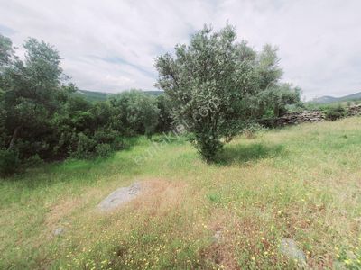 Arsa-Konut İmarlı