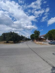 Arsa-Zeytinlik