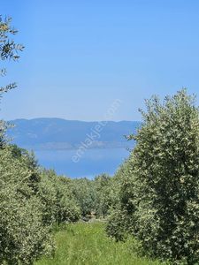 Arsa-Zeytinlik