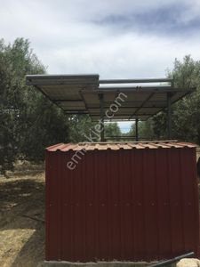 Arsa-Zeytinlik
