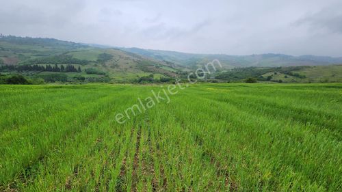 Arsa-Tarla