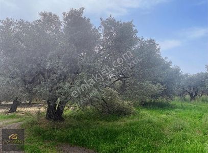 Arsa-Zeytinlik