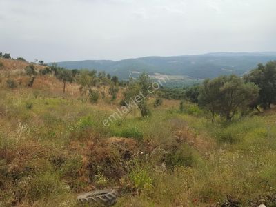 Arsa-Zeytinlik