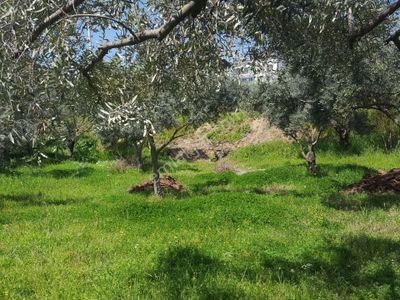 Arsa-Bağ & Bahçe