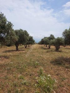 Arsa-Tarla