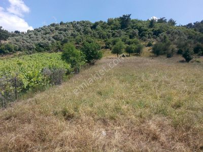 Arsa-Arazi