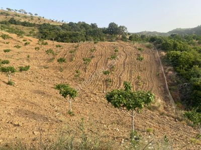 Arsa-Bağ & Bahçe
