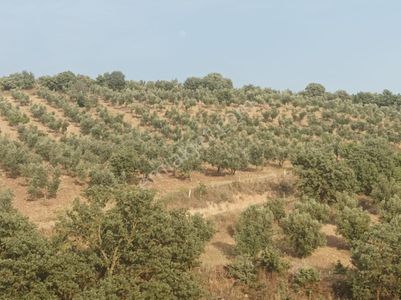 Arsa-Zeytinlik