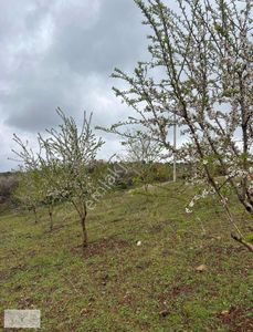 Arsa-Tarla