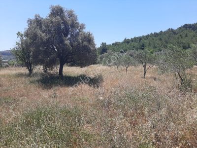Arsa-Tarla