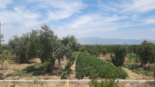 Arsa-Konut İmarlı