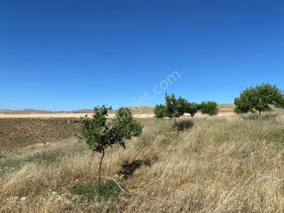 Arsa-Arazi