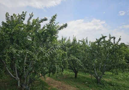 Arsa-Bağ & Bahçe