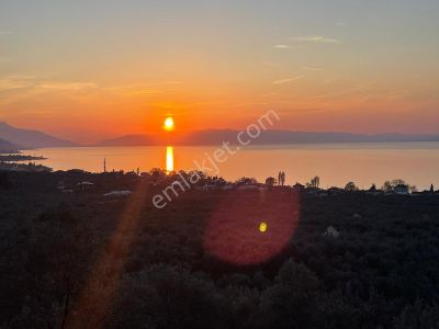 Arsa-Zeytinlik