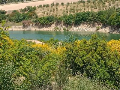 Arsa-Zeytinlik