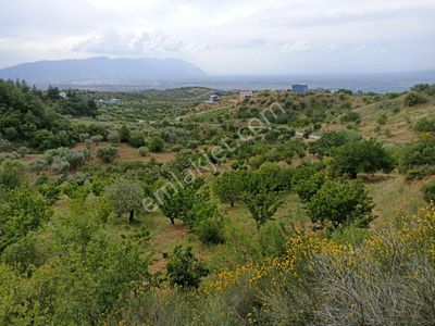 Arsa-Tarla