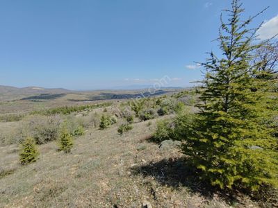 Arsa-Tarla