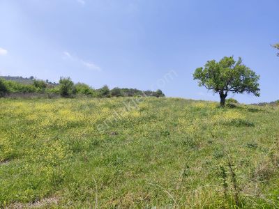 Arsa-Bağ & Bahçe