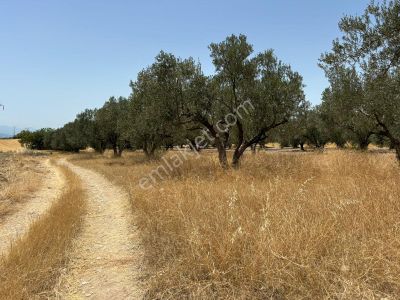 Arsa-Zeytinlik