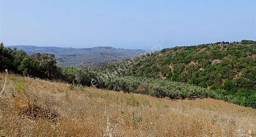 Arsa-Zeytinlik