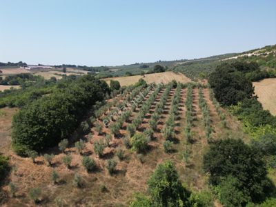 Arsa-Tarla