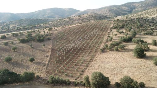 Arsa-Zeytinlik