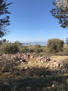 Arsa-Zeytinlik